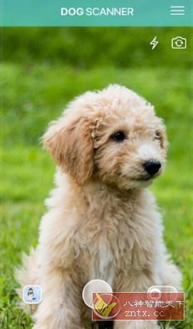 Dog Scanner 狗狗鉴定器 v22.1.6-G高级版-LanTi云网创